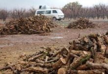 Photo of الاحتلال التركي ومرتزقته مستمرون بقطع الأشجار الزيتون في عفرين